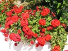 Granium zonale, Pelargonium x hortorum