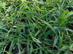 Gazon kikuyu, Pennisetum clandestinum