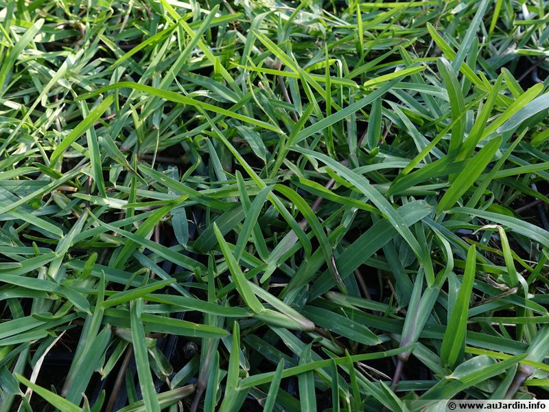 Gazon kikuyu, Pennisetum clandestinum planter, cultiver, multiplier