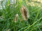 Herbe queues de lapins rouges, Pennisetum messiacum