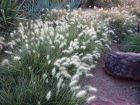Herbe aux écouvillons, Pennisetum villosum