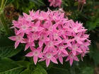 toile gyptienne, Pentas lanceolata
