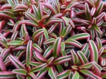 P�p�romie, Peperomia graveolens