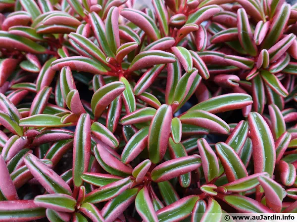 Pépéromie, Peperomia graveolens