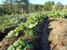 La permaculture au jardin