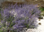 Perovskia, Sauge russe, Lavande d'Afghanistan