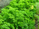 Persil fris�, Petroselinum crispum var. crispum