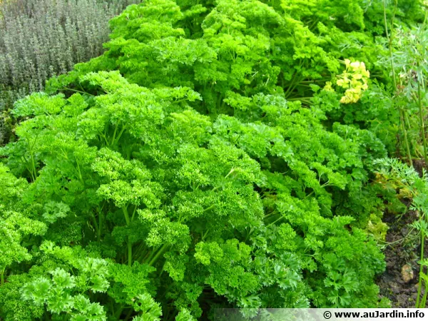 Persil frisé, Petroselinum crispum var. crispum