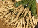Persil tub�reux, Persil de Hambourg, Petroselinum crispum var. tuberosum