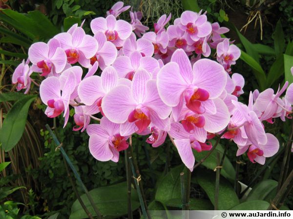 Faire refleurir une orchidée