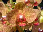 Fleur de Phalaenopsis Fleur de Phalaenopsis