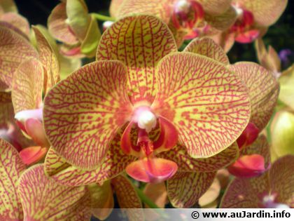 Orchid�e papillon (Phalaenopsis) : culture et entretien de cette orchid�e d'appartement