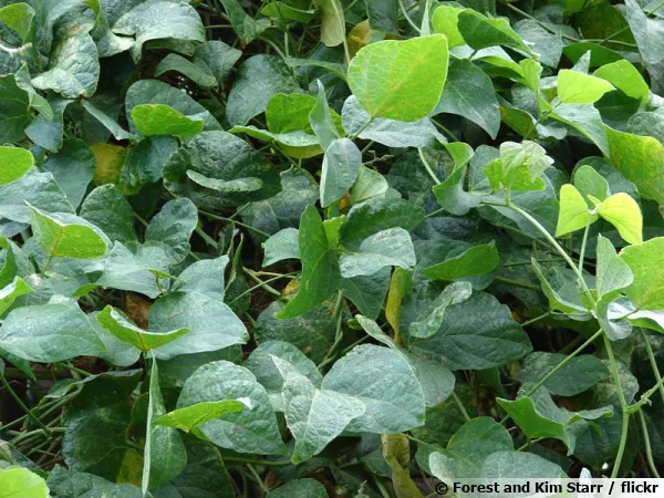 Haricot de Lima, Haricot du Cap, pois du Cap, Phaseolus lunatus