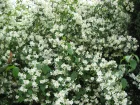 Seringat, Jasmin des potes, Philadelphus