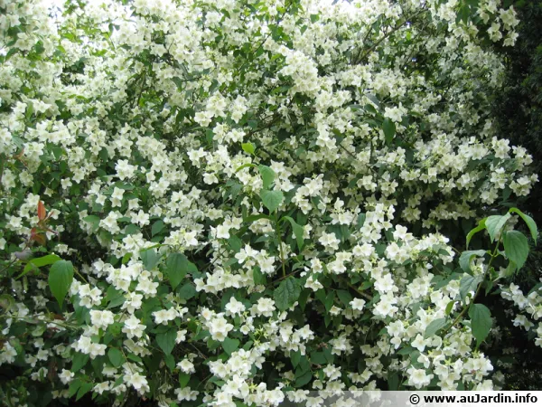 Seringat, Seringa, Jasmin des poètes, Philadelphus