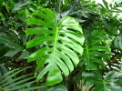 Les plantes dpolluantes d'intrieur