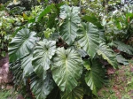 Philodendron giganteum