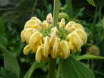 Phlomis de Russel, Phlomis russeliana Phlomis de Russel, Phlomis russeliana