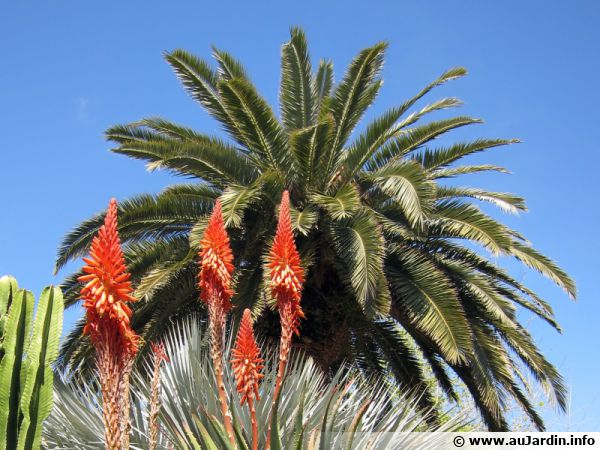 Cultiver des palmiers à l'intérieur