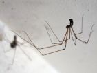 Pholque phalangide, Pholcus phalangioides