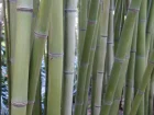 Bambou gant, Phyllostachys bambusoides