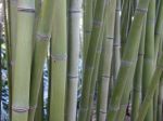 Bambou géant, Phyllostachys bambusoides dans le sud de la France