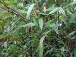 Bambou noir, Phyllostachys nigra