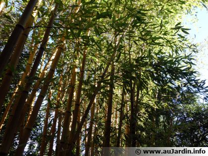 Phyllostachys sulphurea : tout savoir sur ce bambou ornemental