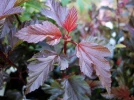 Physocarpe � feuille d'Obier, Physocarpus opulifolius