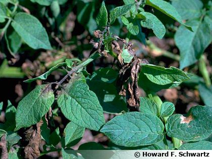 Le mildiou de la tomate et de la pomme de terre, comment l'identifier et s'en prot�ger ?