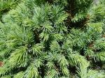 Epicea glauque nain ou Picea glauca var. 'Blue' est une espèce naine bleutée