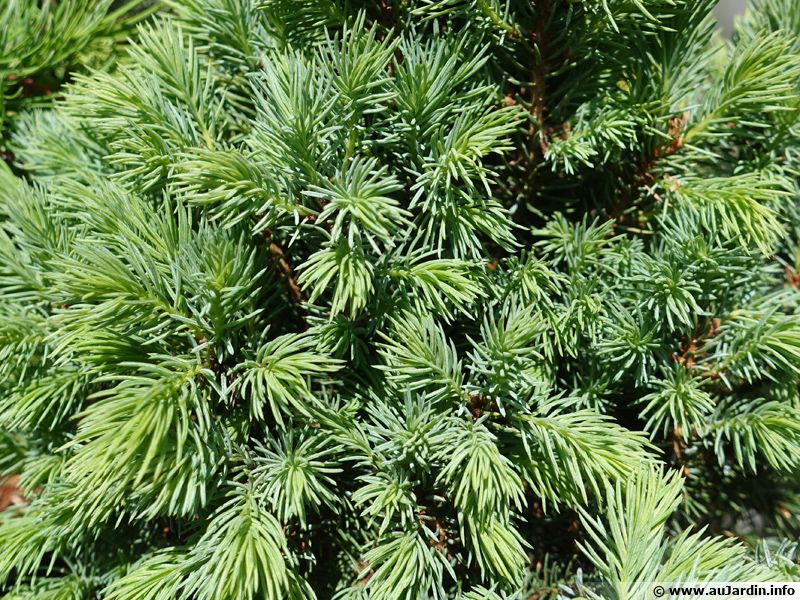 Epicea glauque, Epinette blanche, Sapin du Canada, Picea glauca ...