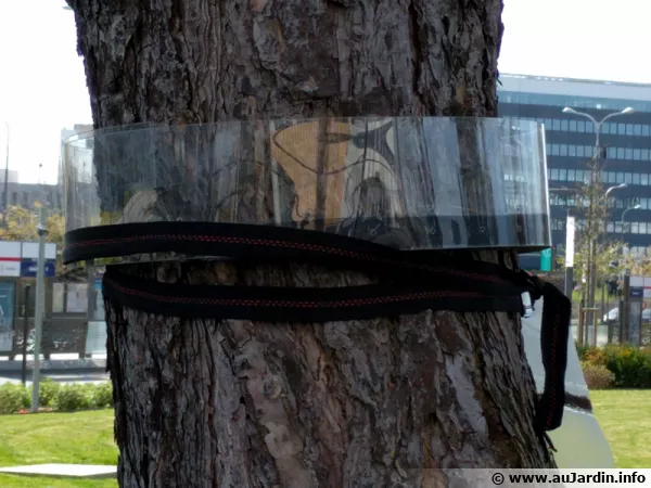 Un piège à chenilles processionnaires installé sur un pin dans un parc