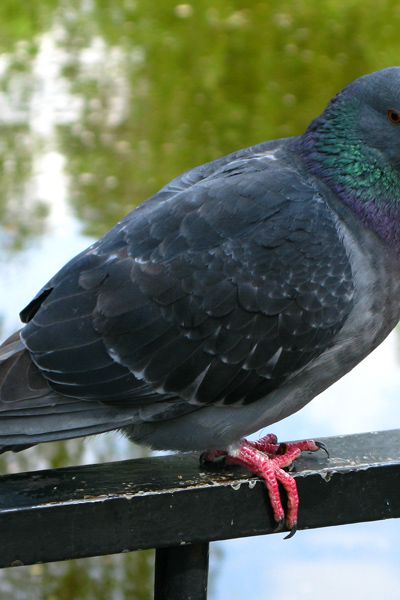 Bien démarrer un élevage de pigeons