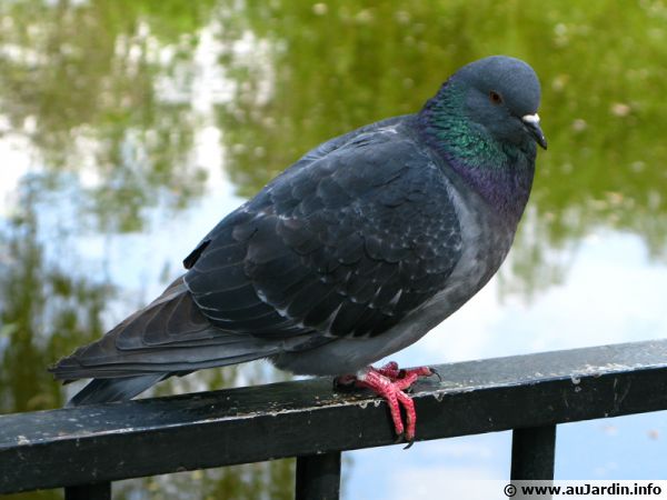 Le pigeon entre dans les animaux de la basse-cour