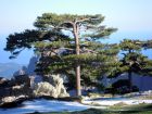 Pin laricio de Corse, Pinus nigra var. corsicana