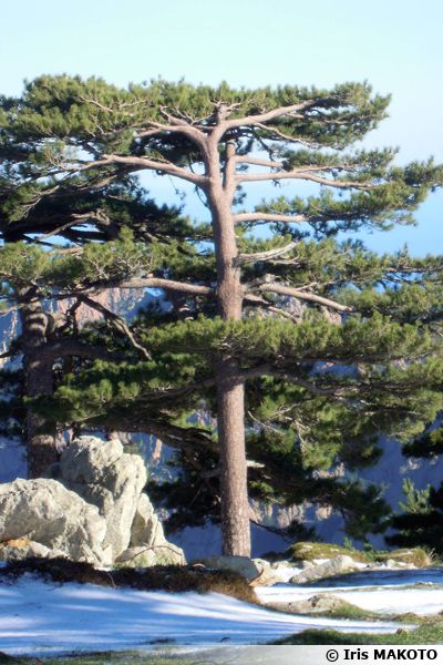 Pin Laricio De Corse, Pinus Nigra Var. Corsicana : Planter, Cultiver ...