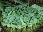 Laitue d'eau, Pistia stratiotes Laitue d'eau, Pistia stratiotes