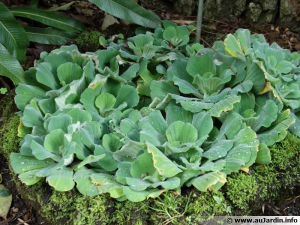 Laitue d'eau, Pistia stratiotes
