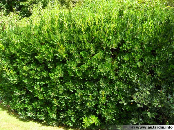 Une haie de pittosporum résiste aux embruns marins