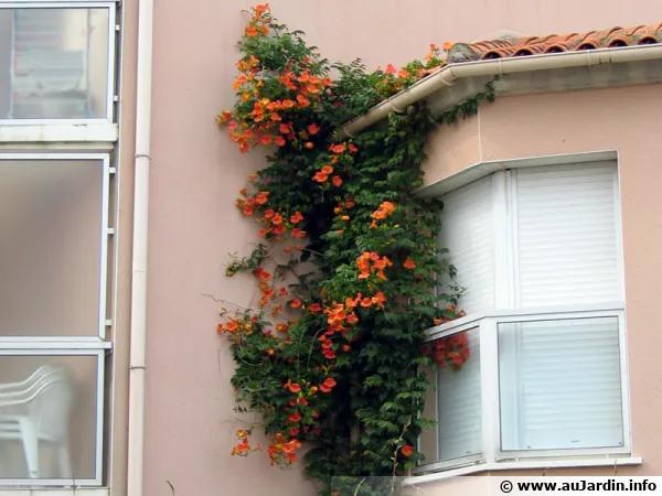 Une bignone grimpant sur une facade pouvant devenir envahissante