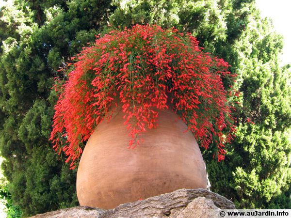L'hivernage des plantes en pot