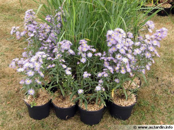 Plantes en conteneurs