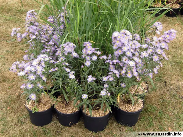 Plantes en conteneurs