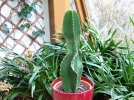 L'arrosage des plantes d'intrieur en hiver