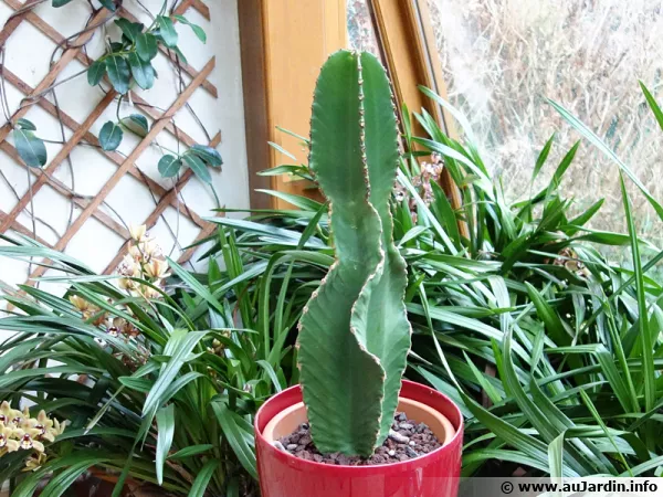 Toujours dlicat l'arrosage des plantes d'intrieur en hiver; orchides, cactus...