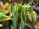 Plantes d'intrieur