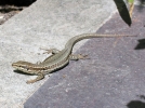Le lzard des murailles