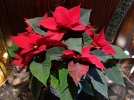 Comment arroser le poinsettia?