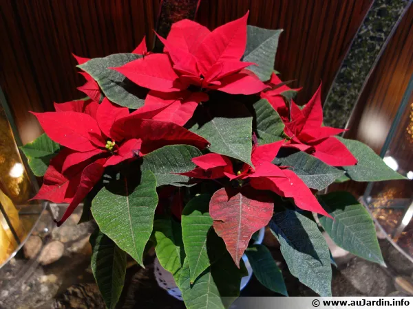 Un poinsettia en pot qui pour rester beau a besoin d'un arrosage adapté